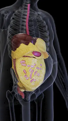 🔍 What Is Visceral Fat? 🔍 It’s the fat stored around your organs, and too much of it can increase your risk of serious health conditions. Learn how to manage it! #HealthFacts #VisceralFat #SciePro #EduTikTok #anatomy #meded #health #education #Science #meded #medical #med #sciart #3d #vray #animation #3dmodel #weightwatchers #Fitness #medstudent