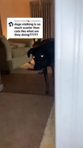Replying to @Samii🍉 steven stalking with the ball in his mouth is wild