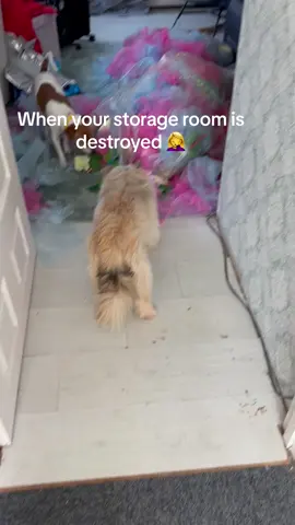 #naughtydog #fyp #mjstephayne #michelerobertsharding #loveanimals #registerednurses #poodlesoftiktok #poodlelove #elvisthedog#ilovemydog #aesthetics 