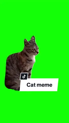 Katze erschrickt sich an der Autohupe Meme | Greenscreen #MemeCut #Meme #greenscreenglow #viralmeme 