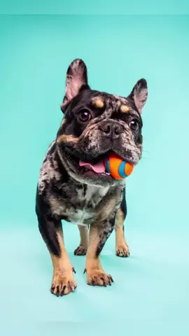 So excited for our upcoming trip to Vancouver!🐶