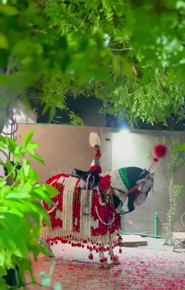 #zuljanah #yaabbasع #foryoupage 