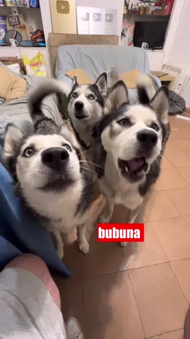 QUIEN DIGA I LOVE YOU SE LO DOY 🐶#husky 