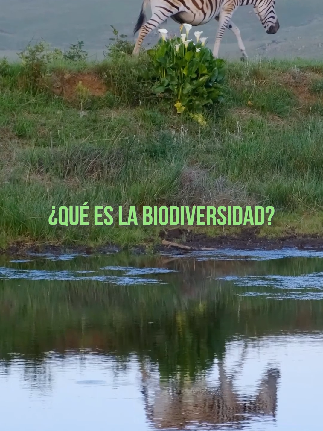 ¿Sabes qué es la biodiversidad? Sígueme en YouTube: @ambientologia Sígueme en FB: Ambientología