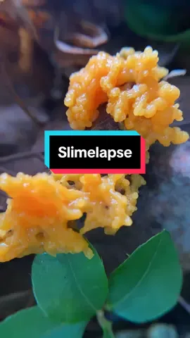 Happy Slime Mold Sunday! Get your groove on with this funky orange yellow growth of pulsing plasmodium. Acellular slime molds (Myxogastria) fuse together to form one giant multinucleated cell, moving and crawling around their environment consuming organic matter in their path. As conditions dictate, they will start forming a spore bearing fruiting body called sporangia. Here you can see the plasmodium “breathing” in timelapse as the intracellular flow of cellular components shifts every ~90s in a process called cytoplasmic streaming. Slime molds display the ability to navigate 3D space, sense light, heat, humidity, food, etc.. The ability of slime mold to cooridnate sll of these senses across the sprawling plasmodium is termed “network intelligence”. Scientists have shown they can solve mazes, modeled dark matter models after plasmodium, and used them to map transport systems around the world. All hail the slime! . . . . #slimemold #slimemolds #myxomycetes #plasmodium #pulsing #plasmodia #myxomycota #lastofus #slimemoldsunday #gramatik  