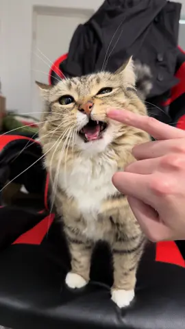 Car is waiting for me #catsoftiktok 