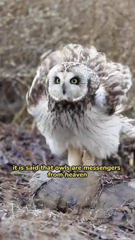 Letters from Hogwarts.#animals #fyp #foryou#loveyou #harrypotter #magic #owl 