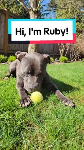 Hi, I'm Ruby. Welcome to my new life. I can't wait to tell you more. 💕 #rescuedog #pittiesoftiktok #pitties #adoptsontshop #mynewlife 