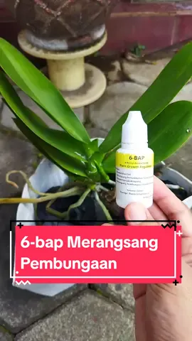 untuk dosisnya cukup 1 atau 2 kali aja seminggu yaa 👍 .  #pupukpembungaan #pupukanggrek #merawatanggrek #anggrekindonesia #koleksianggrek 