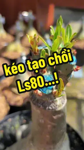 keo tạo chồi, mầm ls80 hiệu quả ra sao ..|#truyenbonsai2 #keols80 #ls #keotaomam #caysu #Adenium #xuhuongtiktok 