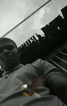 @el_pintoo_03 🦅 #viral #lyrics #music #musica #cancion #letra #songlyrics #videosmusicales #letrasdecanciones #parati #fyp #lyricsvideo #elpinto #favela 