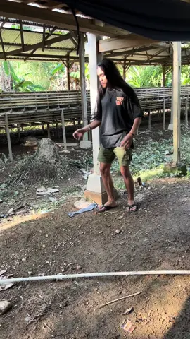 Adami temannya ballo 😂 #fyp #fypシ #ayam #bugis #bugistiktok #sidrap #wajo #pinrang #sulawesiselatan #viral #lucu #bugissidrap 