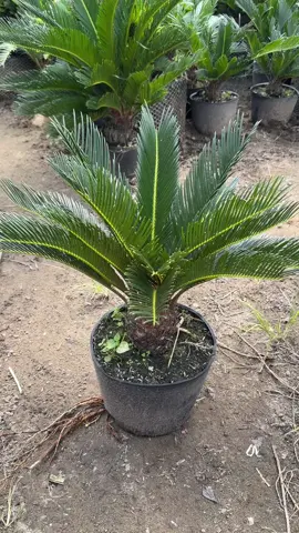 Vạn Tuế Hàng Trồng Trang Trí Sân Vườn Siêu Sang #baanhemmientay #vantue 