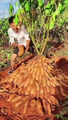 Melihat keunikan Tanaman umbi Yakon #umbiyakon #pertanian #buahlangka