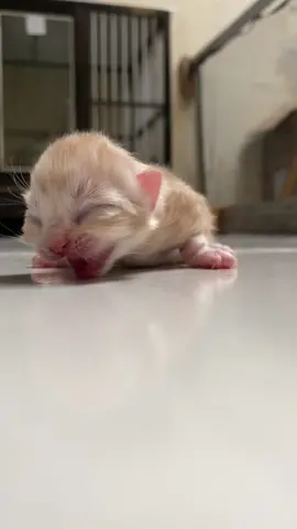 suara anak kucing memanggil induknya #anabul #anakkucinglucu #suarakucinglucu #anakkucingimut #kucing #munchkin #cat #fyp #kucinglucu #kucingimut #kucinggemoy #kucingoyen 