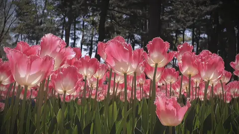 Món quà thiên nhiên ban tặng 🌷#tulip #camtucau #kenhnaycohoaxinh 