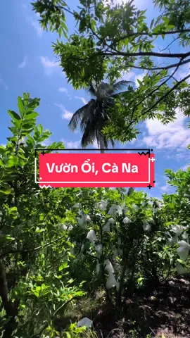 Vườn Ổi, Cà Na #hienonha 
