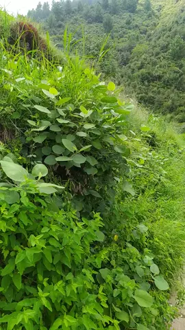 #fypシ゚viral🖤tiktok☆♡🦋myvideo #growmyaccount #foryou #hamid3303 