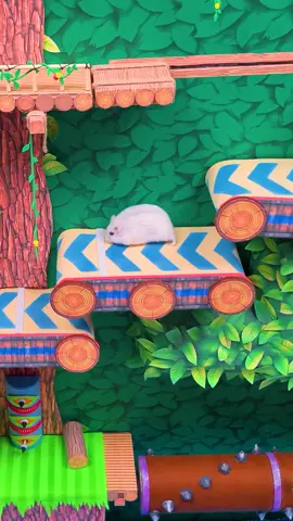 Hamster Sonic Maze ep.2 🐹 #hamster #homuraham #cutehamster #funnyhamster #pets #dwarfhamster #game #sonicgame #sonicmaze #sonichamster #sonicthehedgehog #hamstermaze #hamstersoftiktok #pet #gamer #adventure #hamsterlabyrinth #햄스터 #ハムスター #ソニック #sega