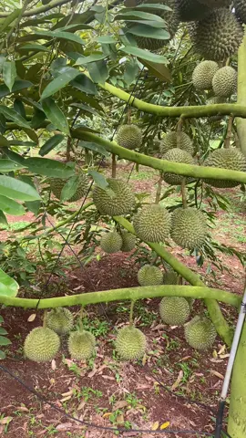 Sầu riêng black thorn cho ae đam mê #sâuriengdaklak #mùamuataynguyen #krongnang 