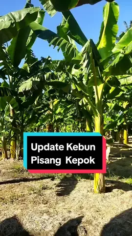 Update Pertumbuhan Tanaman Pisang Kepok Di Musim Kemarau #budidayapisang #pisangkepok #buahpisang #kebunpisang 