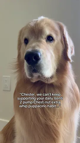 Don’t worry, mom. I got this.. 😏🐾 #dogsoftiktok #goldenretriever #dogmomlife #lol 