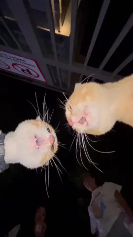 #cat #cats #catsoftiktok #kitty #oyen #fypシ #fyp 