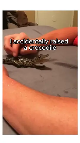 I cant believe what she became… #crocodile #lizard #wholesometiktok 