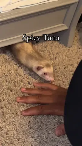Spicy Tuna #tuna#tunahaul#ferret#ferretsoftiktok#ferrettok#pets#fyp#foryou#foryoupage#animaltok#dogtok#cattok#babytok#toddler#momtok#momlife#dogsoftiktok#funnyanimals#funnypets#animalvoiceovers#voiceover#southerngirl#PetsOfTikTok#zoo#Home#house#clothes#fashion#fashiontok 