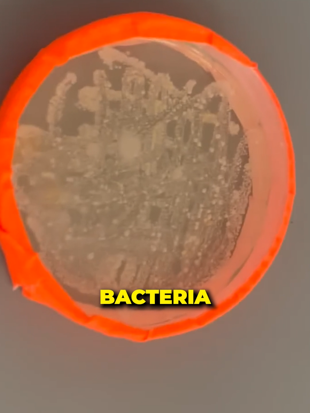 This YouTuber Made CHEESE Out Of MrBeast?! #shorts #maxfosh #mrbeast #weird #wild #food