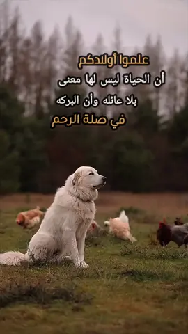 #البركه #في #صلة_الرحم #علموا_اولادكم_الرحمه #استخدموا_الصوت #GenshinImpact33 #bts #v #viral #اكسبلوور #goviral #foryou #fyp #كلمات_من_القلب #الصين_ماله_حل #ترند_تيك_توكالتوعيه #لبنان #الصين #مالي_خلق_احط_هاشتاقات #محظوره_من_المشهدات_ولاكسبلور #لايكات #لايك #اكسبلور #للعقول_الراقية 