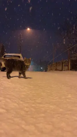 #котик #скучаю 