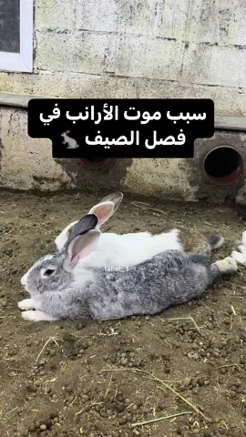 #مزرعة_التميز🕊️🐇 