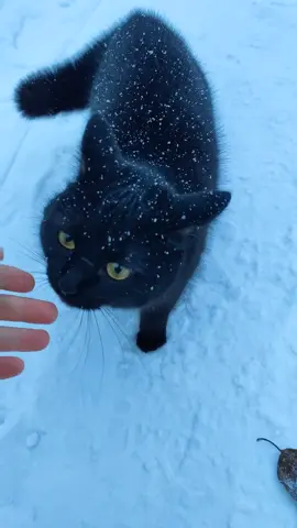 😢  #catsoftiktok #кошка #cats #хочуврек 