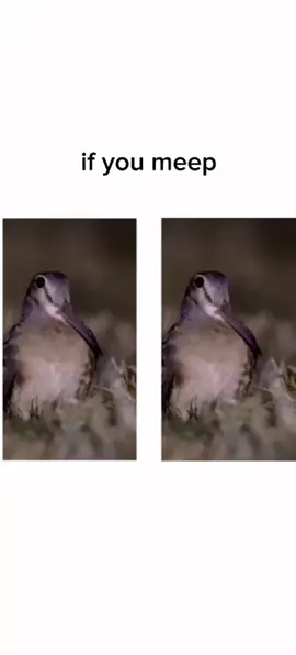 @MiLLA   #ifyoudanceilldance #ifyoudont #meme #meep #bird #fy 