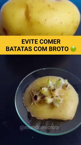 Evite comer batatas com broto 🤢 #microscopio #microbiologia #biologia #alimentos #saude 