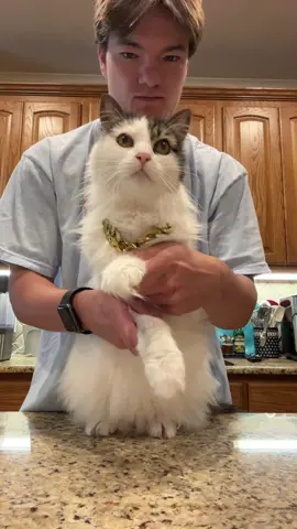 ✨sir pouncey feeling bratty✨💚#sirpounce #fyp #foryou #foryoupage #xyzcba #xyzbca #cats #catsoftiktok