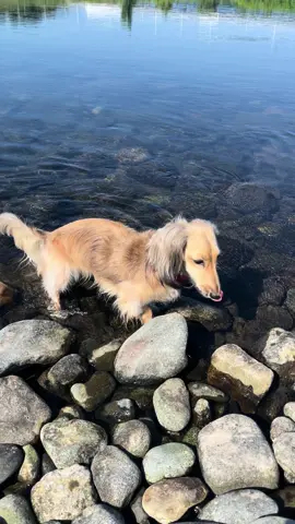 #泳ぎが上手い犬 #ダックスフンド #犬のいる生活 