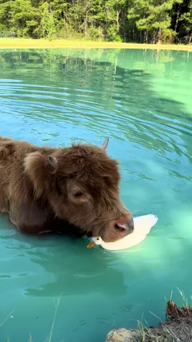 Time for a dip! 🐮🦆💦 #minicow #highlandcow #fluffycow #minicowsoftiktok #animalfriends 