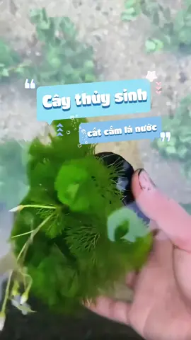 La hán xanh gắn giá thể quá trời luôn nè mọi người ơi ##nuoicacungminhkhoi #fishtok #aquarium #caythuysinh #lahanxanh #naniaqua 