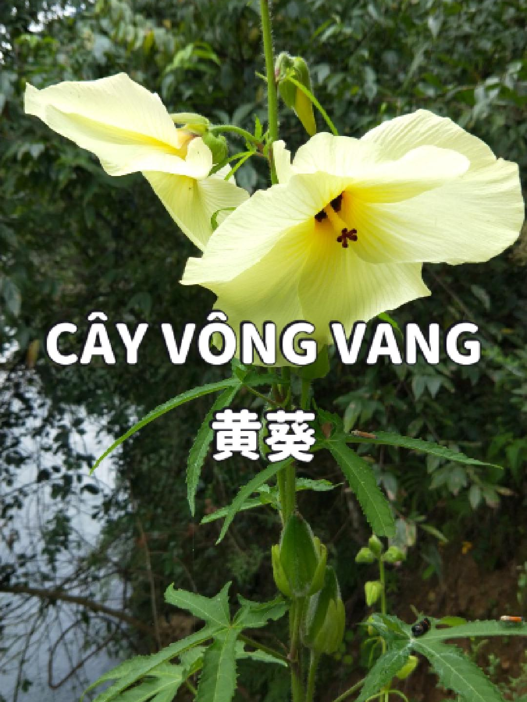Đây là một loài cây có khả năng đưa lại giá trị kinh tế cao có tên là #vôngvang .