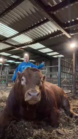 He needed another hug  #youneedahug #bigfella #biglad #hug #bighug #bigbull #bull #limousinbull #foryou #viral #fyp #goviral #simonedawson #simone #farm #farmlife #farmtok #farmingtiktok 
