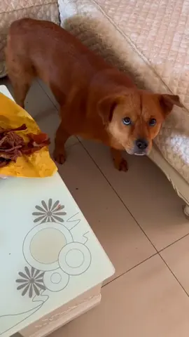 Didn't you agree to keep watch for me? Why are you complaining again? #xiaopang #XiaoPangWasWronged #poordog #poordog #vairal #cute #funnyvideo #dog #dogsmart #XiaoPangPoor #funnydog #fyp #funny #poorXiaoPang 