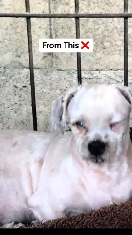 Super dami good feedbacks ng Eye drops na to 🥹💯✨  #gentamicin #dogeyes #peteyeinfection #dogcloudyeyes #fyp #fypviral #foryou #foryour #foryourpage #trending #trend #viral #viralvideo 