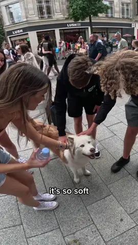 Interactions with my dog!!  #husky #dog #fyp #foryoupage #foryou #dogsoftiktok #viral #pet 