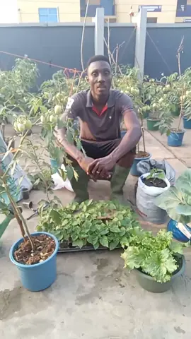 urban farming in buckets--How to nurse and transplant  #viraltiktok #tomatoes #foryou #farmingtiktok #vegitables #viral_video #viral #viral_video #farmtok #ghanatiktok🇬🇭 #tomato #plants 