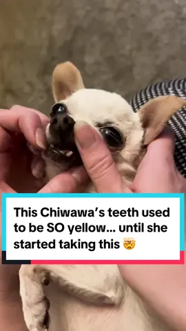 We transformed this dogs teeth with our new dental powder ❤️ #dogtips #doghacks #dogparents #dog 