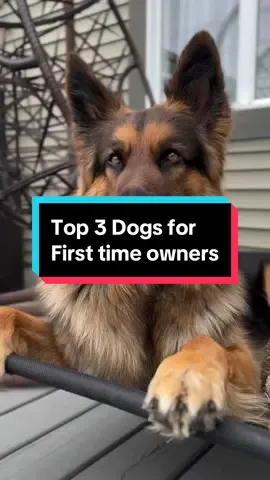 Top 3 Dog breeds for first time owners 🐶 #doglove 