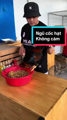 Ngũ cốc hạt không cám #tinfarm #gà @Tinfarmshop1 