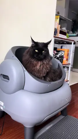 Đồ chơi mới nè. Máy vệ sinh cho mèo Neakasa M1 từ HELIPET #lunancin #catsoftiktok #cat #LearnOnTikTok #helipet #neakasa #helicorp #mayvesinhchomeo #maydonphanmeo #neakasam1 